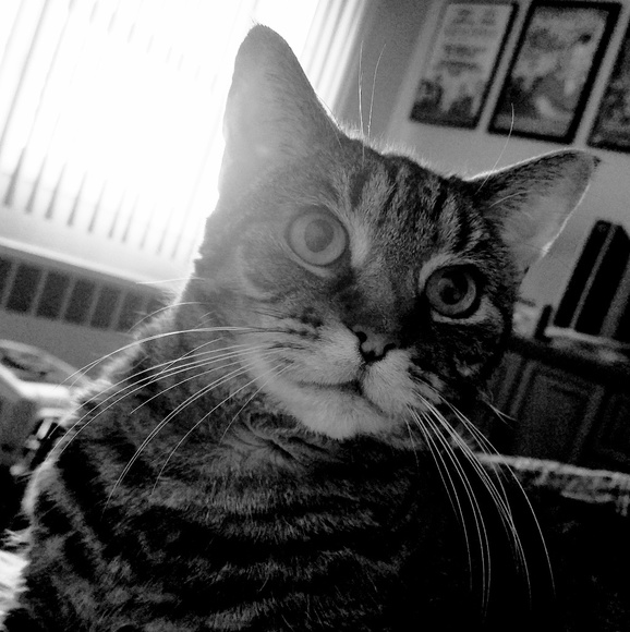 Meet your Posher, Ella - Picture 1 of 1